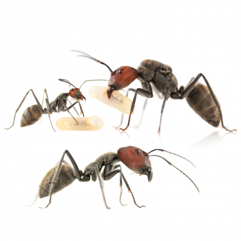Bundle Offer - Camponotus singularis